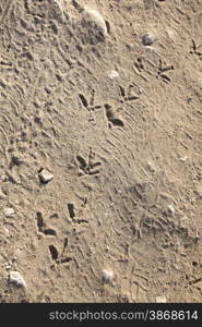 Birds footprints on sand