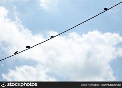 Birds hanging on a wire,Campania, Italy