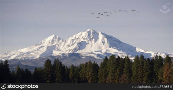 Birds heading south looking for milder climate after crossing mountain range