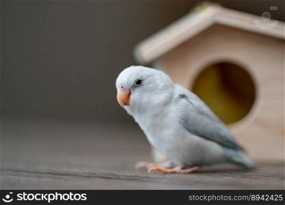 Birds in a birdhouse, tiny parrot parakeet, white forpus bird.