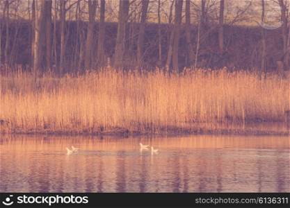 Birds in a lake with rushes in the morning