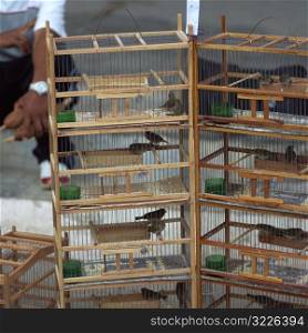 Birds in cages, Havana, Cuba