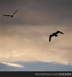 Birds in flight over Lake of the Woods, Ontario