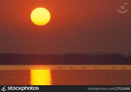 Birds in lake at sunset, Bavaria,