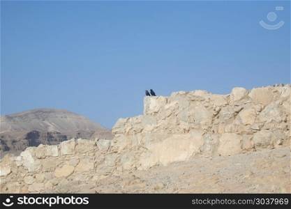 Birds in the Masada fortress in Israel