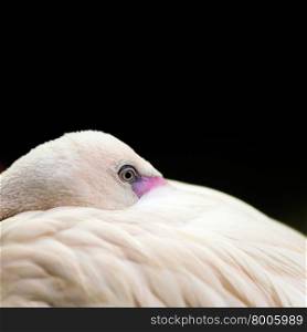 Birds: lesser flamingo, traditional close-up portrait on dark background