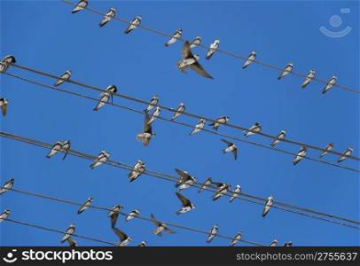 Birds (martlet) sitting on electric wires