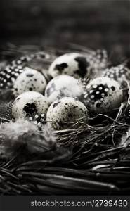 Birds nest with eggs (easter composition)