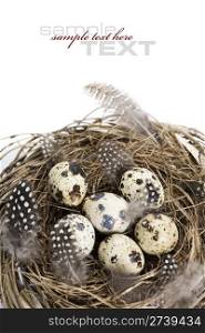 Birds nest with eggs (easter composition) With sample text