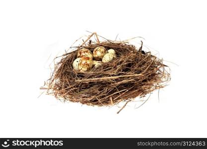 Birds nest with eggs on the white background. (isolated)