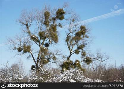 birds nests in the winter forest