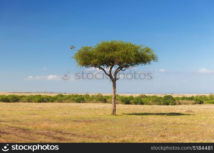 birds of prey, nature and wildlife concept - eagle flying away from tree in maasai mara national reserve savannah at africa. eagle flying away from tree in savannah at africa