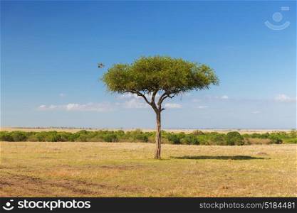 birds of prey, nature and wildlife concept - eagle flying away from tree in maasai mara national reserve savannah at africa. eagle flying away from tree in savannah at africa