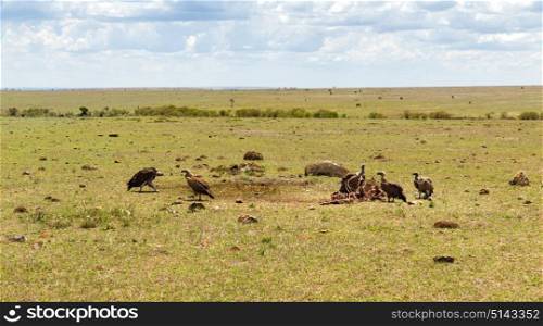 birds of prey, nature and wildlife concept - griffon vultures eating carrion in maasai mara national reserve savannah at africa. vultures eating carrion in savannah at africa