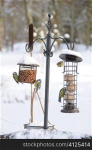 Birds on a bird feeder in the snow