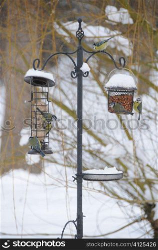 Birds on a bird feeder in the snow