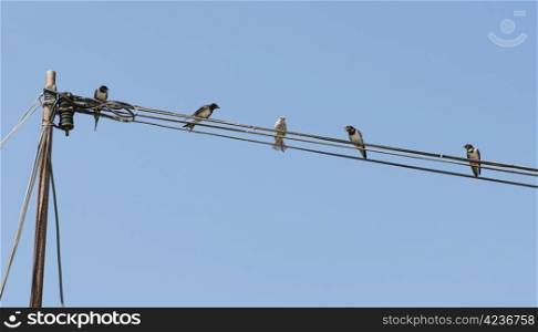 Birds on a wire. Concept of uniqueness and difference.