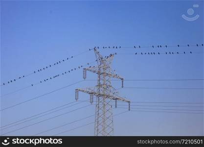 birds on electricity wire near metal high voltage pylon against blue sky