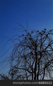 birds on the branch of a tree with blue sky