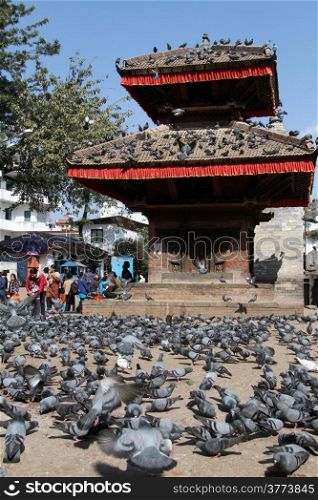 Birds on the Durbar square in Khatmandu, Nepal