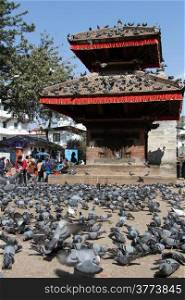Birds on the Durbar square in Khatmandu, Nepal