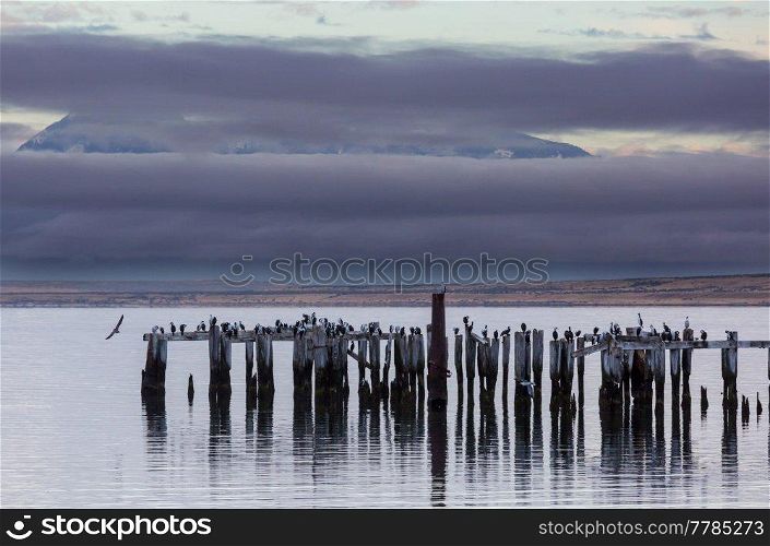 Birds on the old pier in the vicinity Puerto Montt, Chile, South America