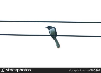 birds on the power line are white and black on the bird's body.