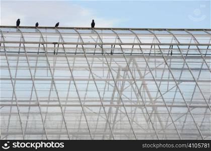 Birds on top of glasshouses