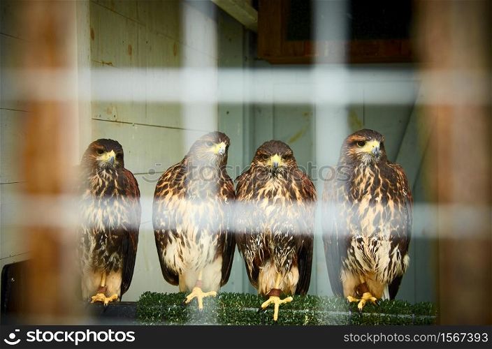 Birds op pray in captivity, Four hawks sitting in a cage.. Four hawks sitting in a cage