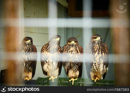 Birds op pray in captivity, Four hawks sitting in a cage.. Four hawks sitting in a cage