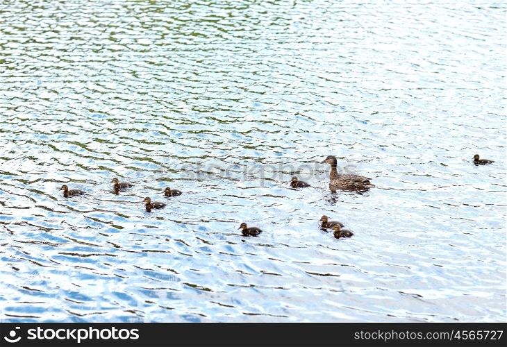birds, ornithology, wildlife and nature concept - duck with ducklings swimming in lake or river