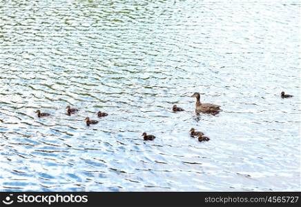 birds, ornithology, wildlife and nature concept - duck with ducklings swimming in lake or river