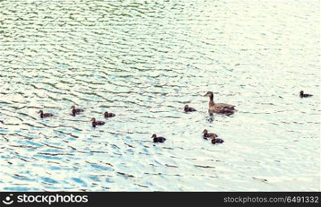 birds, ornithology, wildlife and nature concept - duck with ducklings swimming in lake or river. duck with ducklings swimming in lake or river. duck with ducklings swimming in lake or river