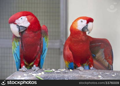 birds Park in Kuala Lumpur, Capital of Malaysia