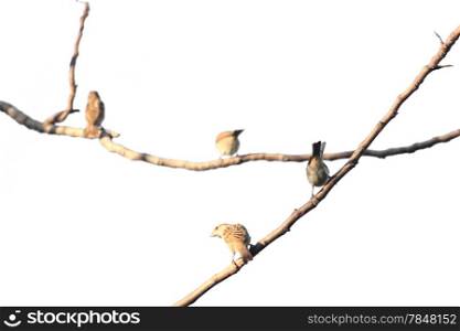 Birds perch on tree branches