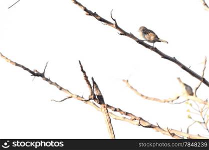 Birds perch on tree branches