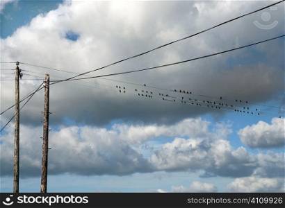 Birds perched on a telegraph wire, Cork, Ireland
