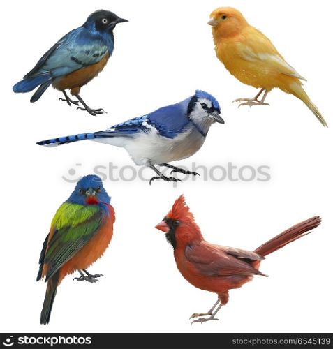 Birds set watercolor painting, isolated on white background. Birds set watercolor painting