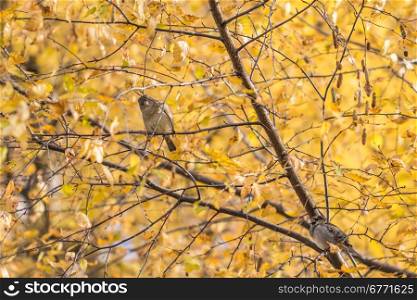 Birds sitting on a birch with yellowed autumn leaves. Russia
