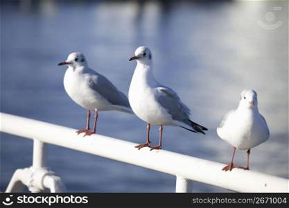 birds sitting on a hand rail