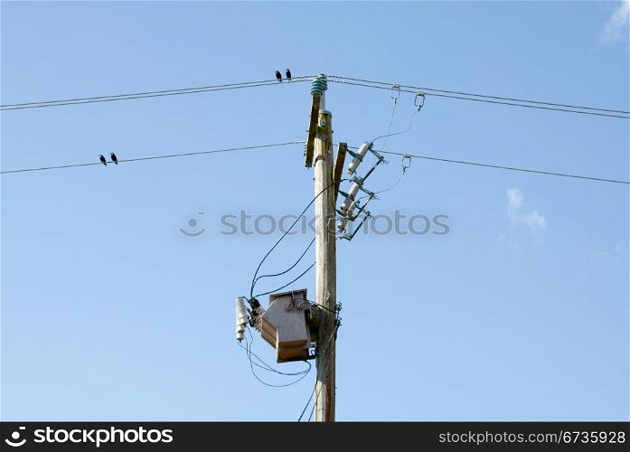 Birds sitting on power lines