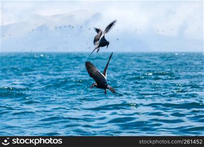 birds to hunt for fish in the ocean