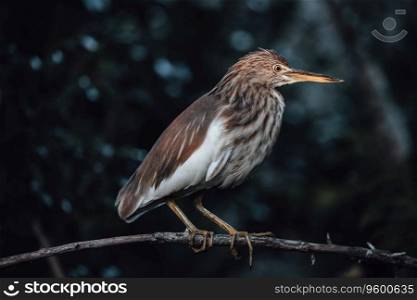 Birdwatching Safari. Photo of an Indian yellow heron against a wild forest background. Sits on a dry tree branch. Wildlife of Sri Lanka.. Yellow heron in the wild
