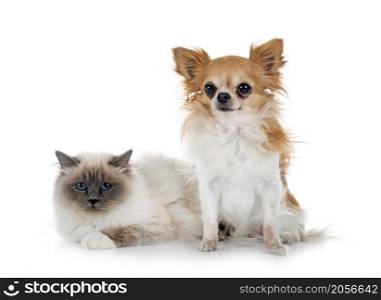 birman cat and chihuahua in front of white background
