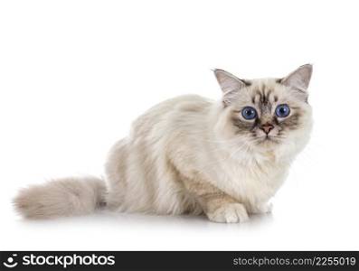 birman cat in front of white background