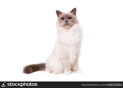 Birman cat with blue eyes. Birman cat with blue eyes in front of a white background