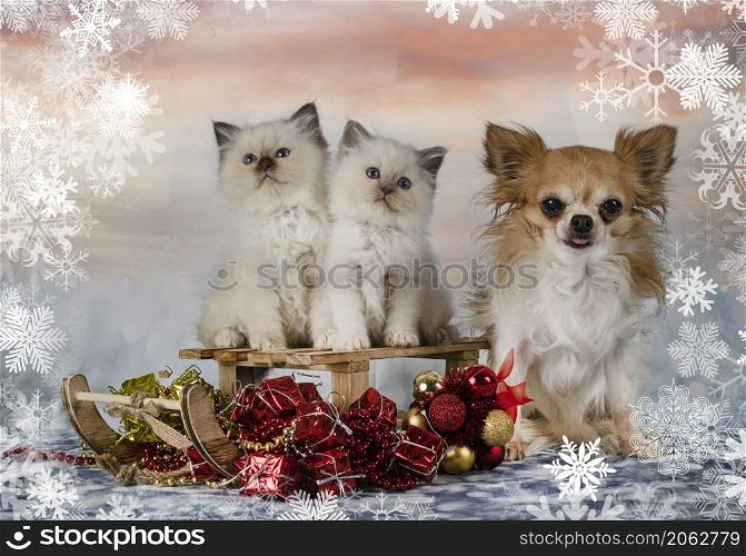birman kitten and chihuahua in front of christmas background