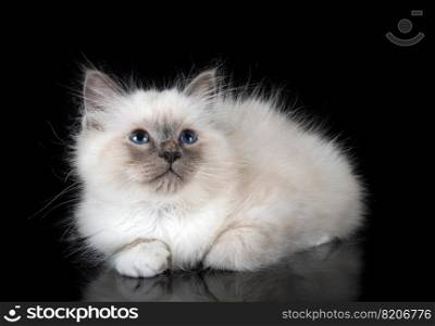 birman kitten in front of black background