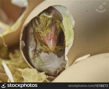 Birth of a small chick when breaking the eggshell