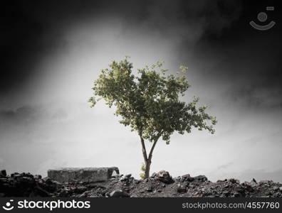 Birth of new life. Conceptual image of green tree standing on ruins